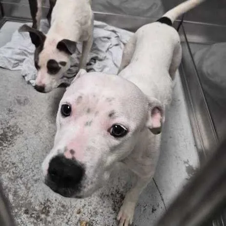 An adult medium-sized female White / Cream Mixed Breed dog named Jasmine for adoption in Davenport, IA