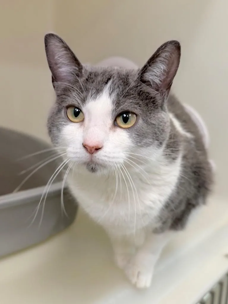 A young medium-sized female Domestic Short Hair cat named Rhea for adoption in Menomonie, WI