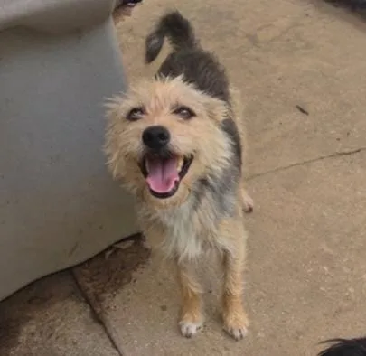 A young small-sized female Yellow / Tan / Blond / Fawn Yorkshire Terrier dog named Lillie for adoption in Athens, AL