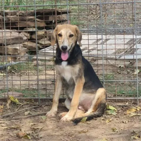 A baby small-sized female Black Shepherd dog named Ginger for adoption in Dover, AR