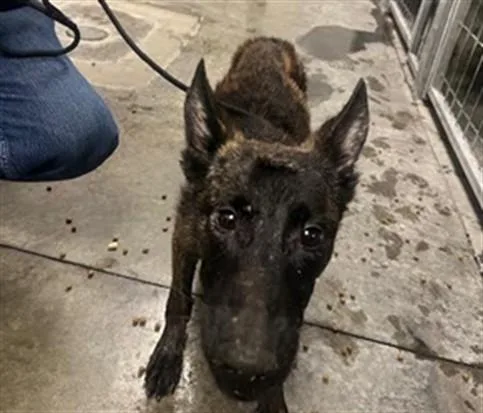 A young medium-sized male German Shepherd Dog dog named Toffee for adoption in Los Angeles, CA