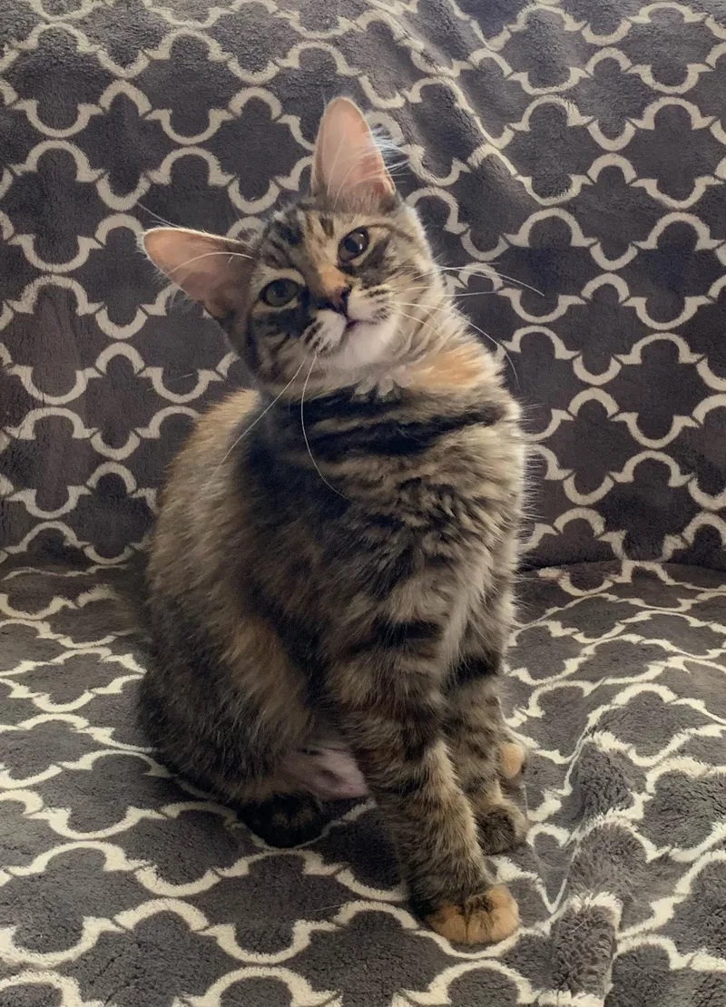 A young medium-sized female Tabby (Buff / Tan / Fawn) Domestic Medium Hair cat named Sissy for adoption in Tracy, CA