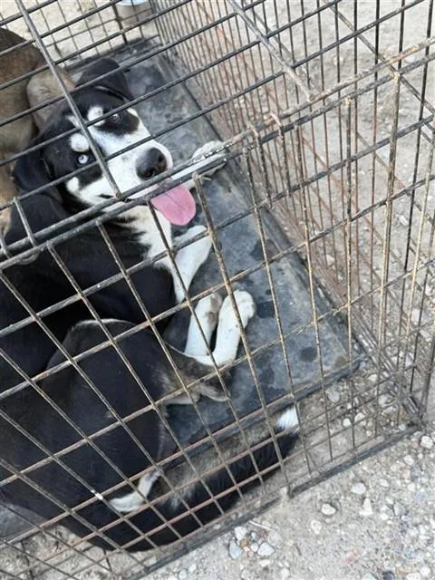 An adult large-sized male Husky dog named A for adoption in Houston, TX