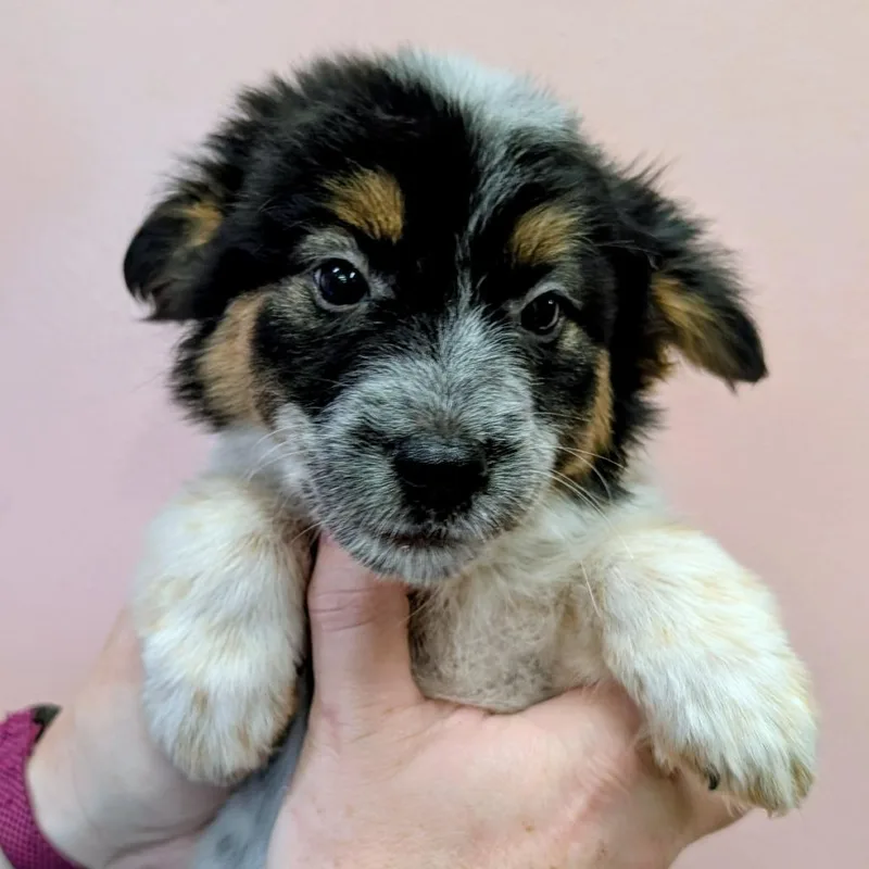 A baby small-sized female Black Cattle Dog dog named Principal for adoption in Huntsville, AR