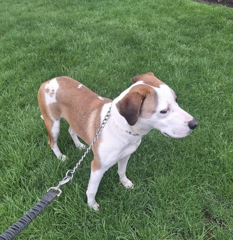 A young medium-sized male Tricolor (Brown, Black, & White) Labrador Retriever dog named Hashbrown for adoption in Parma, OH