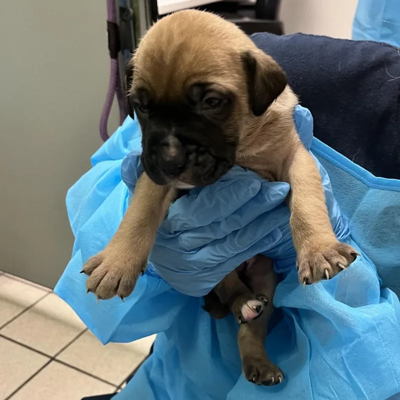 A baby small-sized male Black Mixed Breed dog named Friend Owl for adoption in Charleston, WV