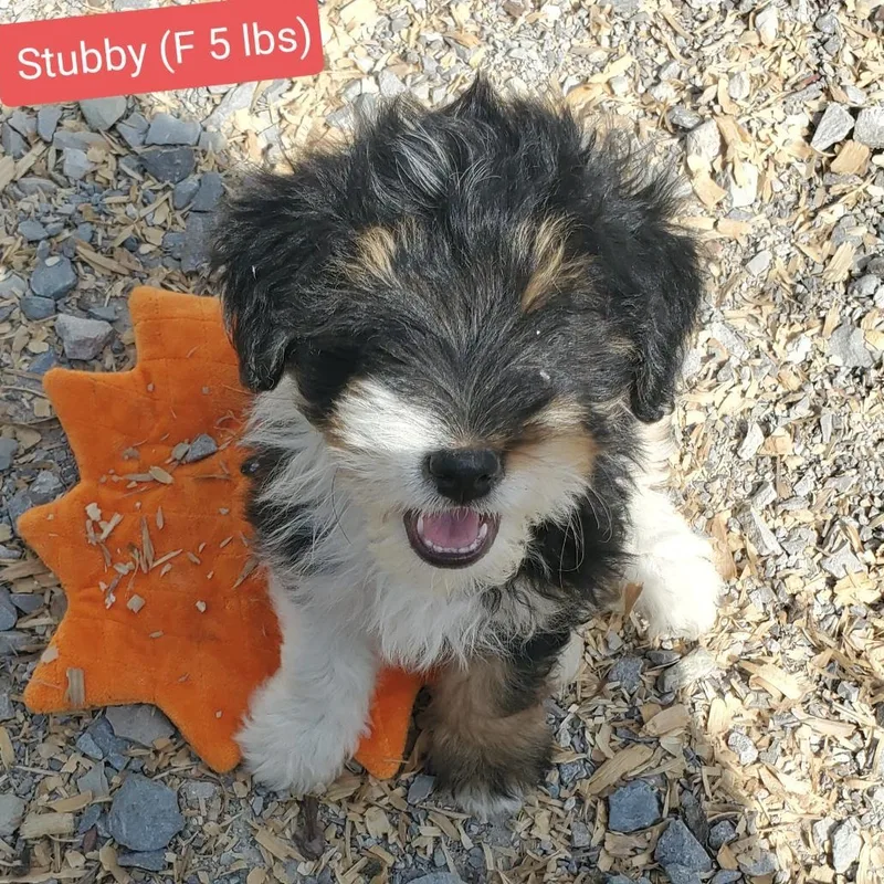 A baby small-sized female Tricolor (Brown, Black, & White) Shih Tzu dog named Stubby for adoption in Albany, NY