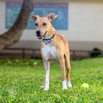 An adult medium-sized female Terrier dog named Laila for adoption in Honolulu, HI
