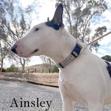 An adult medium-sized female Bull Terrier dog named Ainsley for adoption in Palm Desert, CA