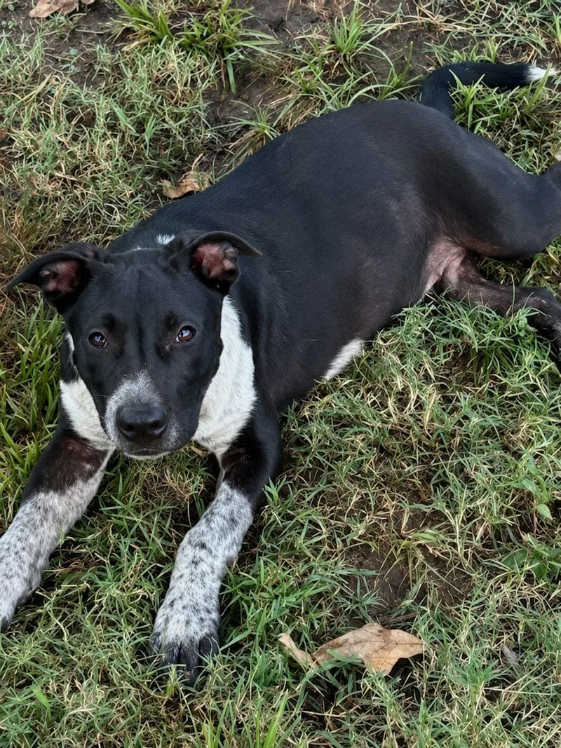 A baby medium-sized male Australian Cattle Dog / Blue Heeler dog named Preston for adoption in Okolona, MS