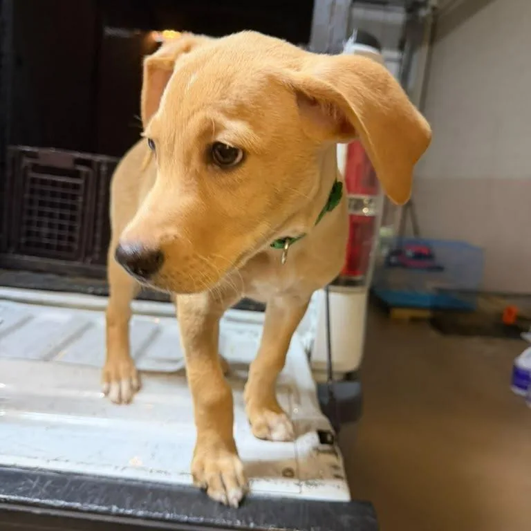 A baby small-sized male Yellow / Tan / Blond / Fawn Mixed Breed dog named Gator for adoption in Gadsden, AL