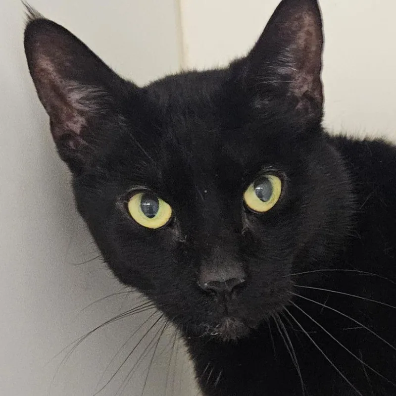 An adult large-sized male Black Domestic Short Hair cat named Murphy for adoption in Philadelphia, PA
