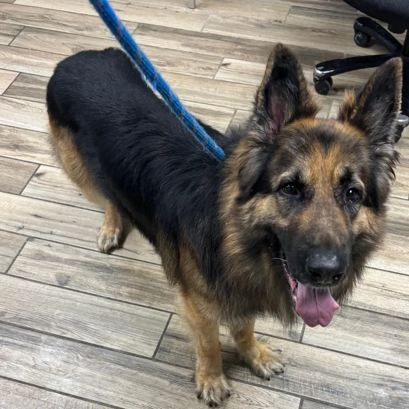 An adult large-sized male Black German Shepherd Dog dog named Keiser for adoption in Henderson, KY