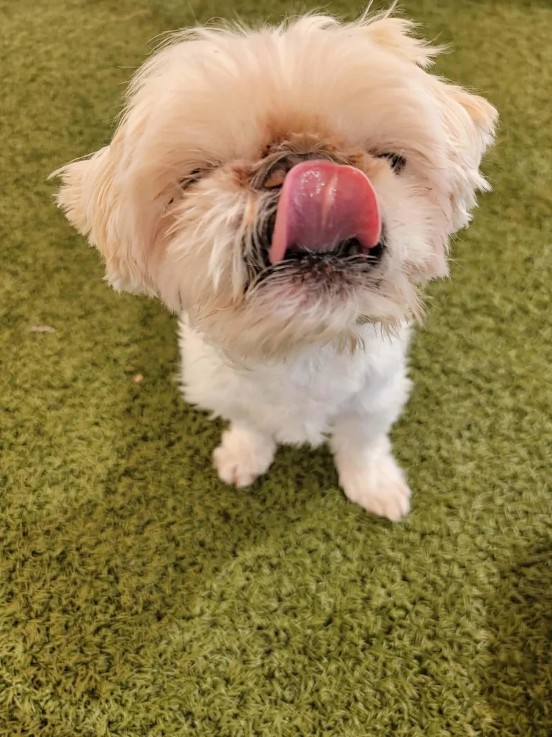 A senior small-sized male White / Cream Shih Tzu dog named Wally for adoption in Phoenix, AZ