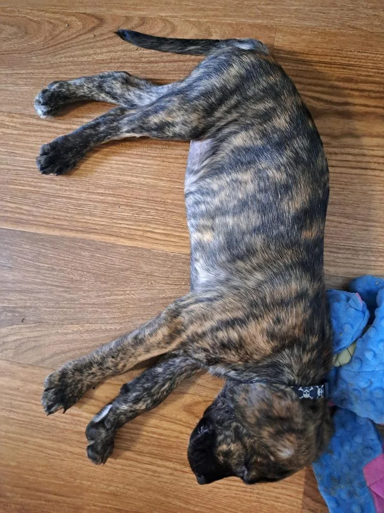 A baby large-sized male Brindle Mixed Breed dog named Jackson for adoption in Lansing, MI