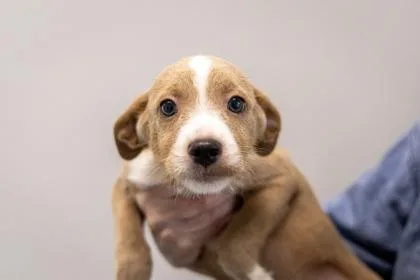 A baby small-sized male Mixed Breed dog named Sherlock for adoption in West Chester, PA