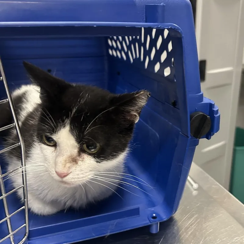 An adult medium-sized female Black Domestic Short Hair cat named Toaster Strudel for adoption in Dearborn, MI