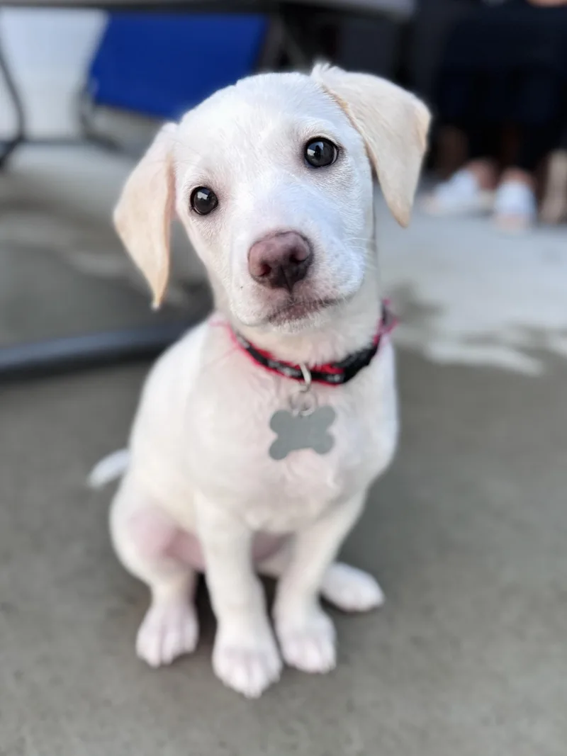 A baby medium-sized female Retriever dog named Velma Kelly for adoption in Palatine, IL