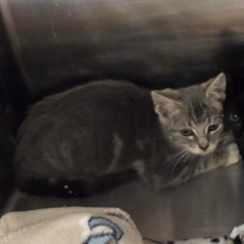 A baby small-sized female Gray / Blue / Silver Domestic Short Hair cat named Sani for adoption in Chattanooga, TN