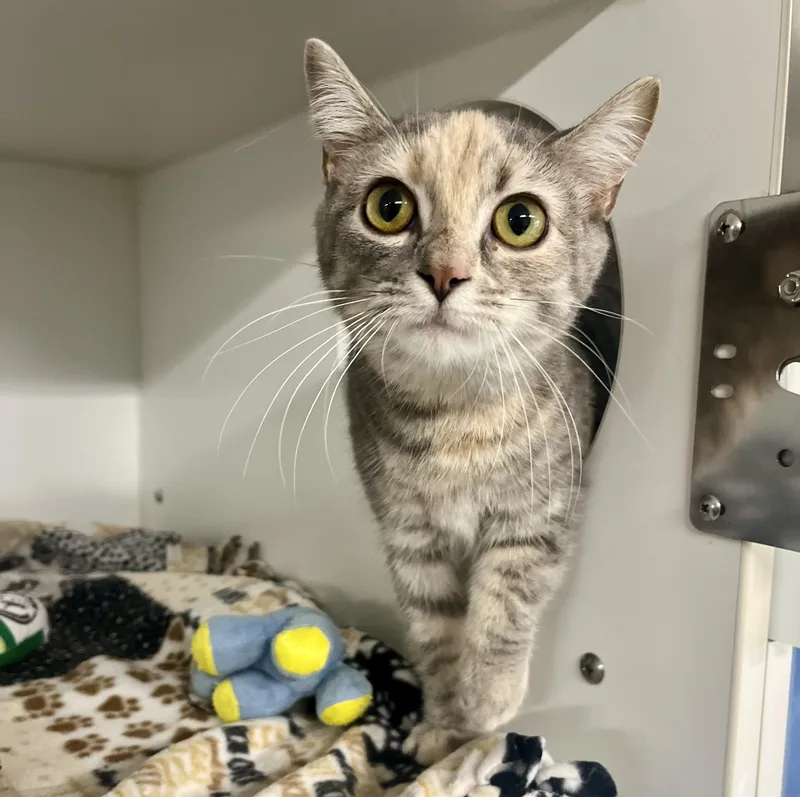 A baby medium-sized female Dilute Tortoiseshell Domestic Short Hair cat named Carolina Wren for adoption in Seville, OH