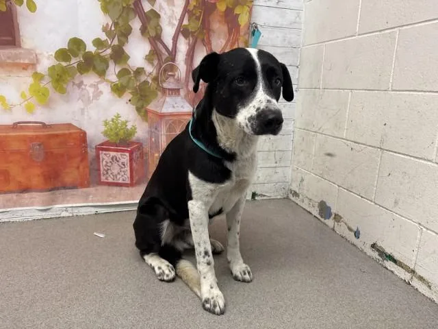 A young medium-sized male Border Collie dog named Pepper for adoption in San Bernardino, CA