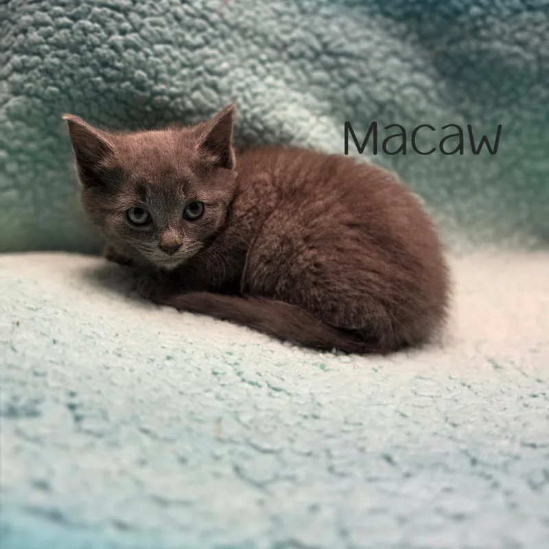 A baby small-sized female Domestic Short Hair cat named Macaw for adoption in Parkersburg, WV