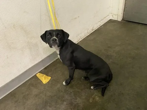 A young medium-sized female Labrador Retriever dog named Chanel for adoption in Chatsworth, CA