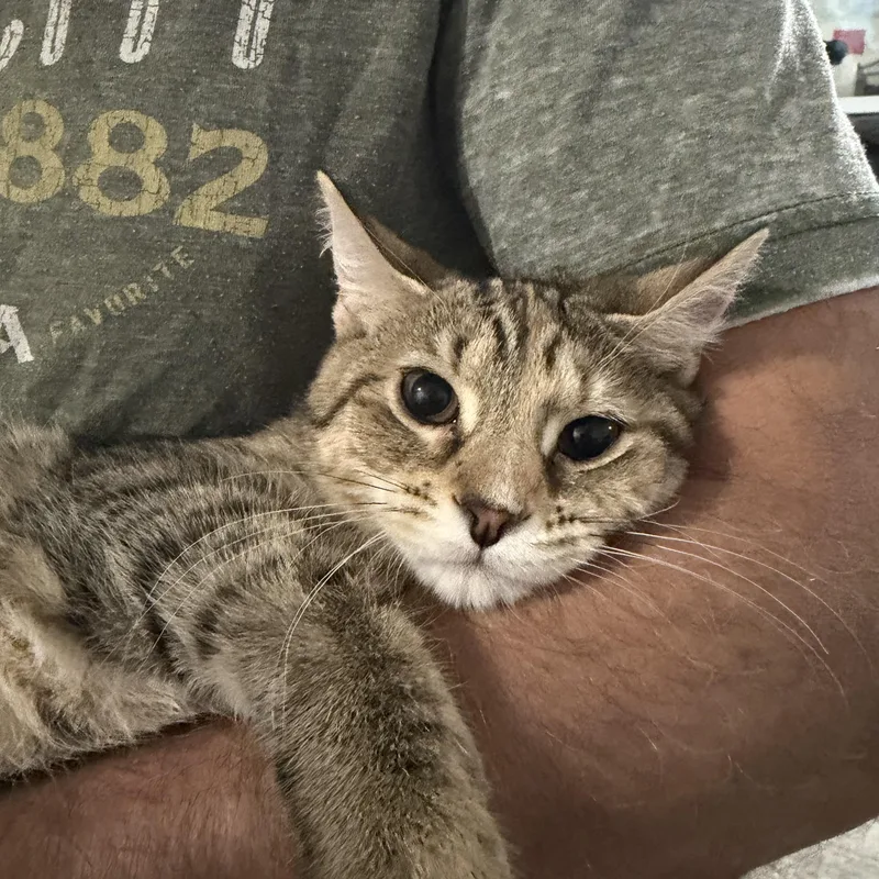 Gnocchi & Ravioli thumbnail 2