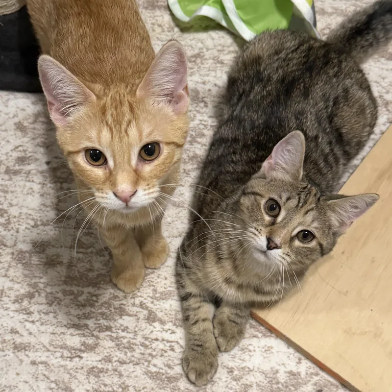A young medium-sized male Tabby (Orange / Red) American Shorthair cat named Gnocchi & Ravioli for adoption in Frederick, MD