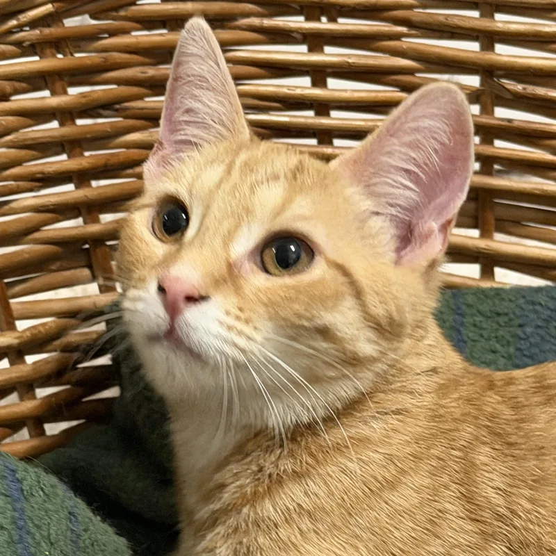 Gnocchi & Ravioli thumbnail 3