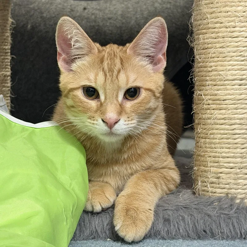 Gnocchi & Ravioli thumbnail 4