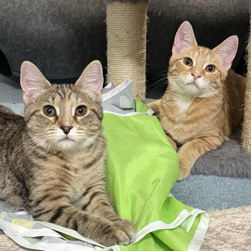 Gnocchi & Ravioli thumbnail 5