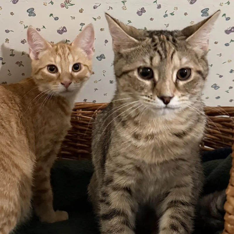 Gnocchi & Ravioli thumbnail 6