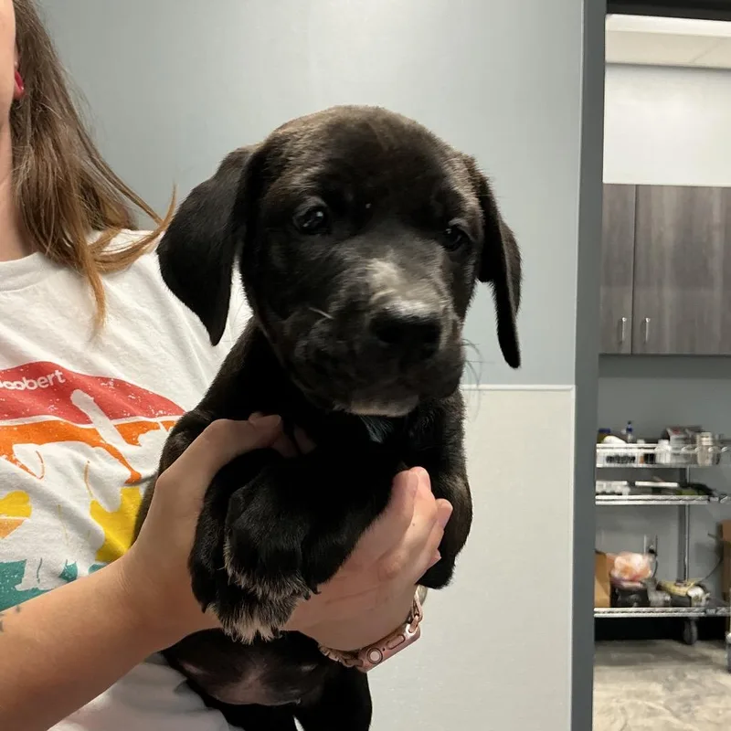 A baby small-sized female Black Labrador Retriever dog named Ethel for adoption in St Joseph, MO