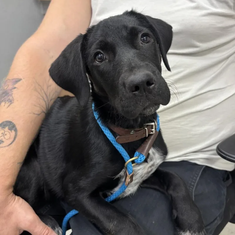 A baby medium-sized female Black Mixed Breed dog named Lexi for adoption in Spokane, WA