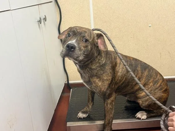 An adult large-sized female Plott Hound dog named Hex for adoption in Salisbury, MD