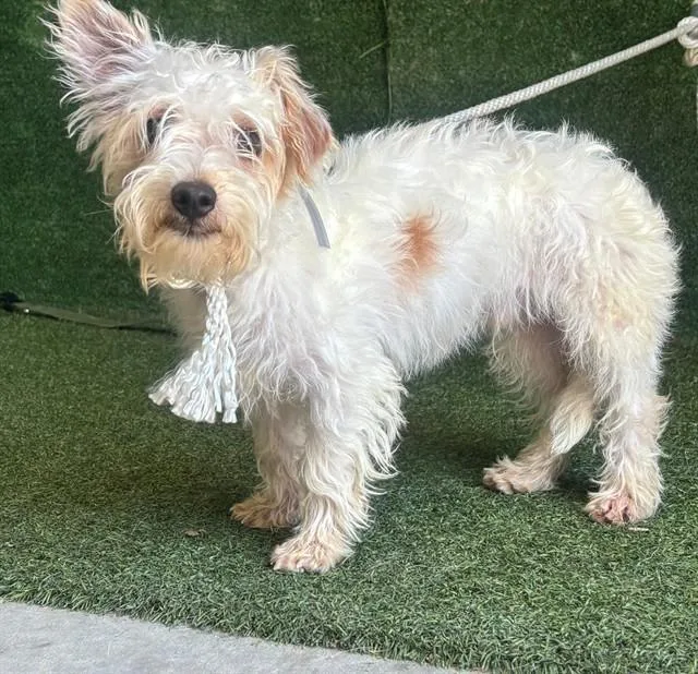 A young small-sized male Terrier dog named Junior for adoption in Lancaster, CA