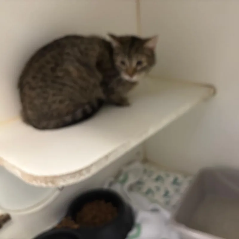 Muffin thumbnail 2