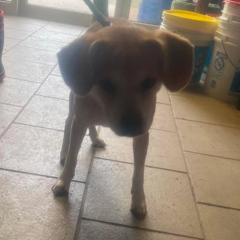 An adult small-sized female Yellow / Tan / Blond / Fawn Mixed Breed dog named Moth Stray Hold for adoption in Huntington, WV