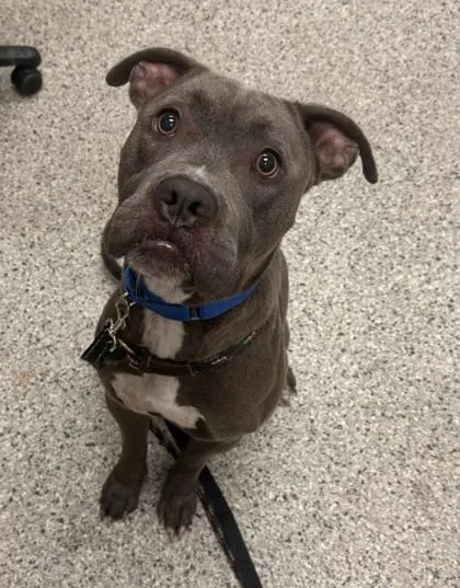 A young large-sized male Gray / Blue / Silver Pit Bull Terrier dog named Griswold for adoption in Kansas City, MO
