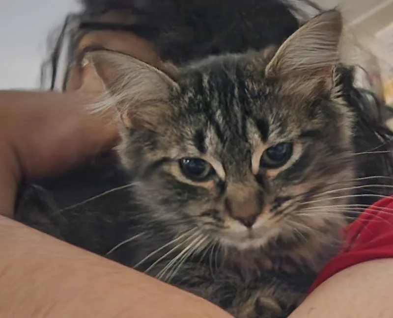 A baby small-sized female Tabby (Brown / Chocolate) Domestic Long Hair cat named Sonata for adoption in New York, NY