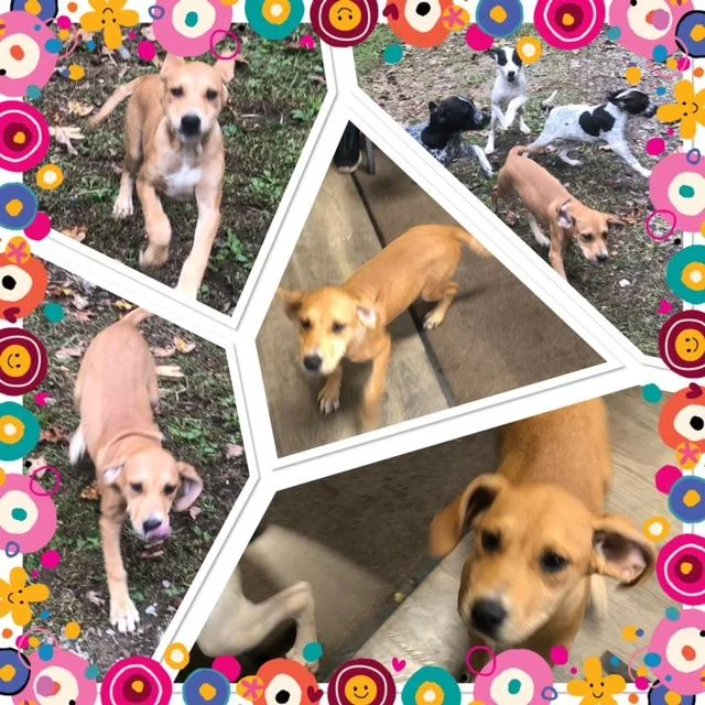 A baby medium-sized female Yellow / Tan / Blond / Fawn Pointer dog named Maple for adoption in Buckhannon, WV