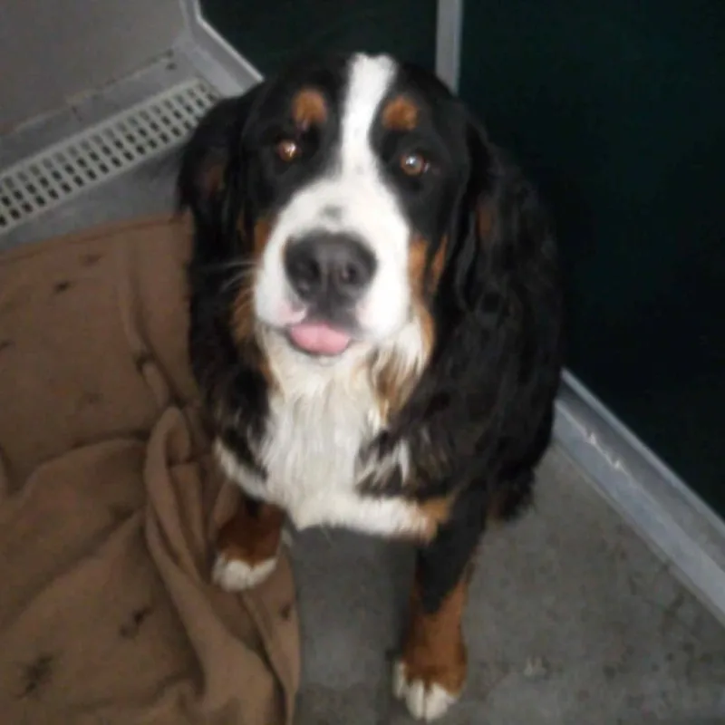 An adult large-sized female Black Bernese Mountain Dog dog named Clara for adoption in Idaho Falls, ID