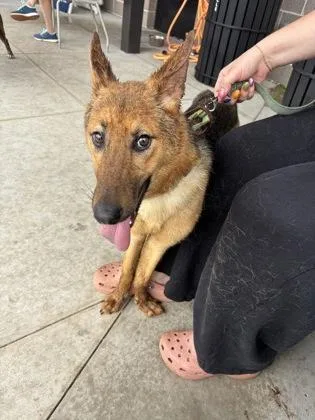 An adult medium-sized female Mixed Breed dog named Adina for adoption in Atlanta, GA