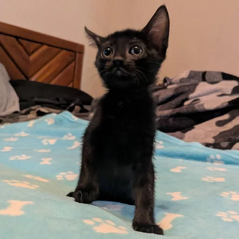 A baby small-sized male Domestic Short Hair cat named Gomez for adoption in Portland, TX