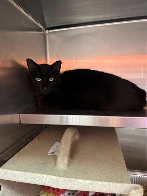 An adult medium-sized male Domestic Short Hair cat named Mr. Manchas for adoption in Louisville, KY