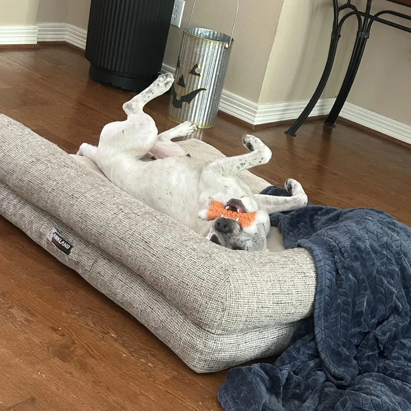 An adult medium-sized female Pointer dog named Patches for adoption in Trinity, AL