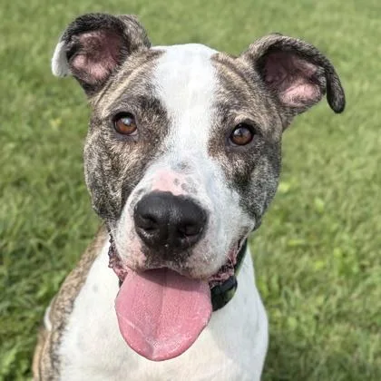 An adult large-sized male Pit Bull Terrier dog named Kixx for adoption in Jefferson, WI
