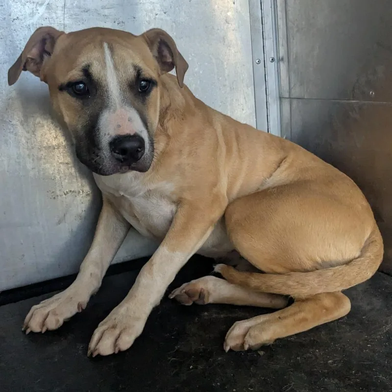 A young medium-sized female Brown / Chocolate Pit Bull Terrier dog named Princess for adoption in Birmingham, AL