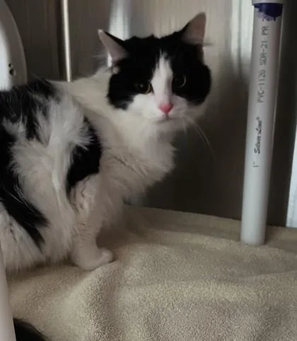 An adult medium-sized female Domestic Long Hair cat named Sassy for adoption in Cincinnati, OH